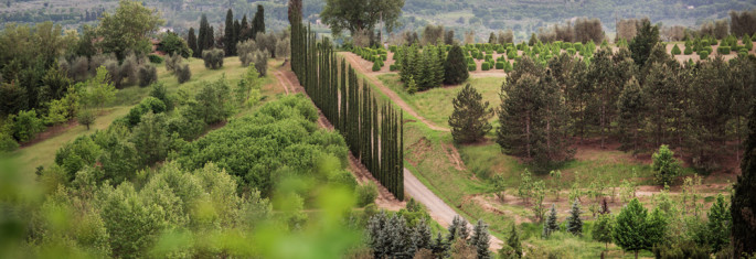 wedding in tuscan countryside