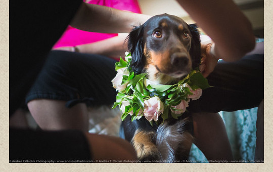 wedding-dog-collar