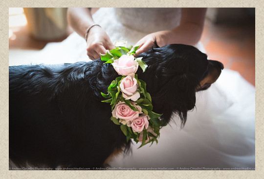 wedding-dog