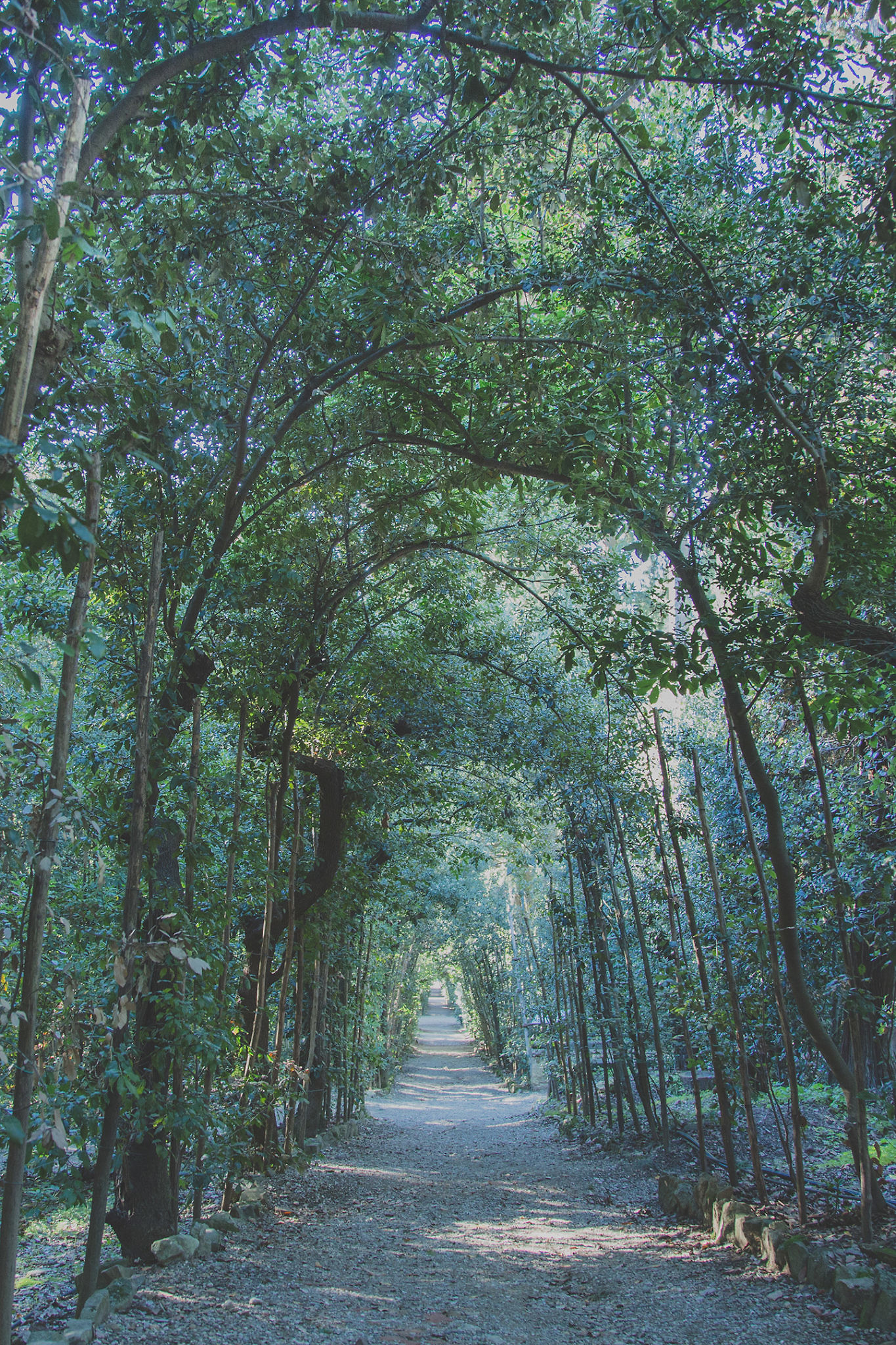 boboli-garden